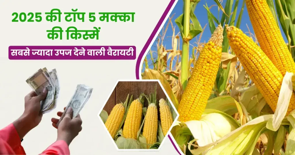 Maize Top 5 High Yield Varieties 2025