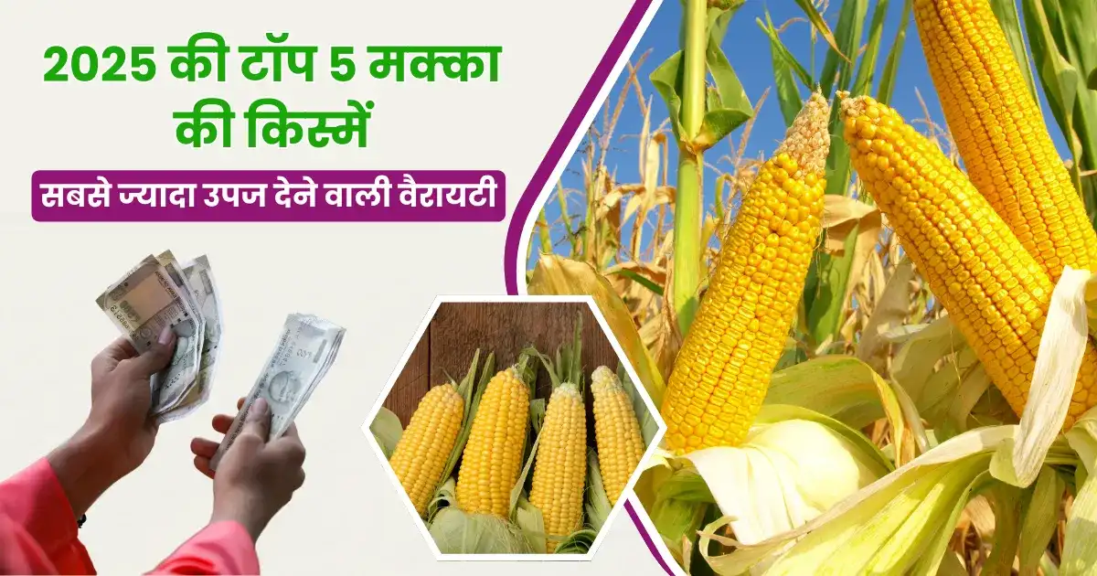 Maize Top 5 High Yield Varieties 2025