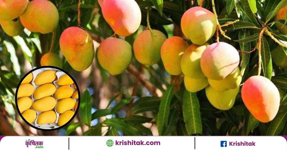 Hapus Mango Price