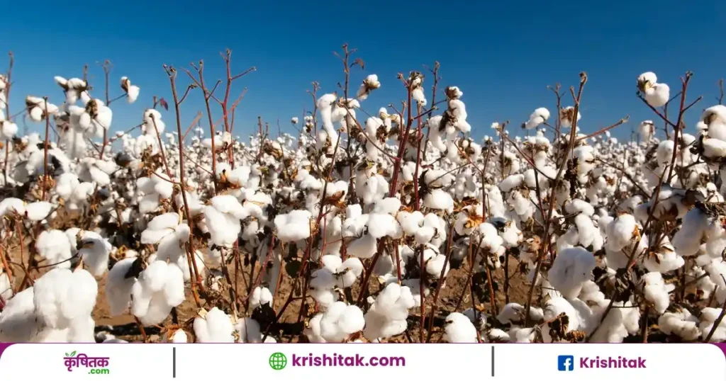 Cotton Farming Tips