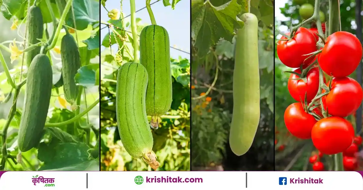 40 डिग्री की गर्मी से बेल वाली सब्जियां बेहाल! कृषि विशेषज्ञों ने बताए बचाव के खास उपाय