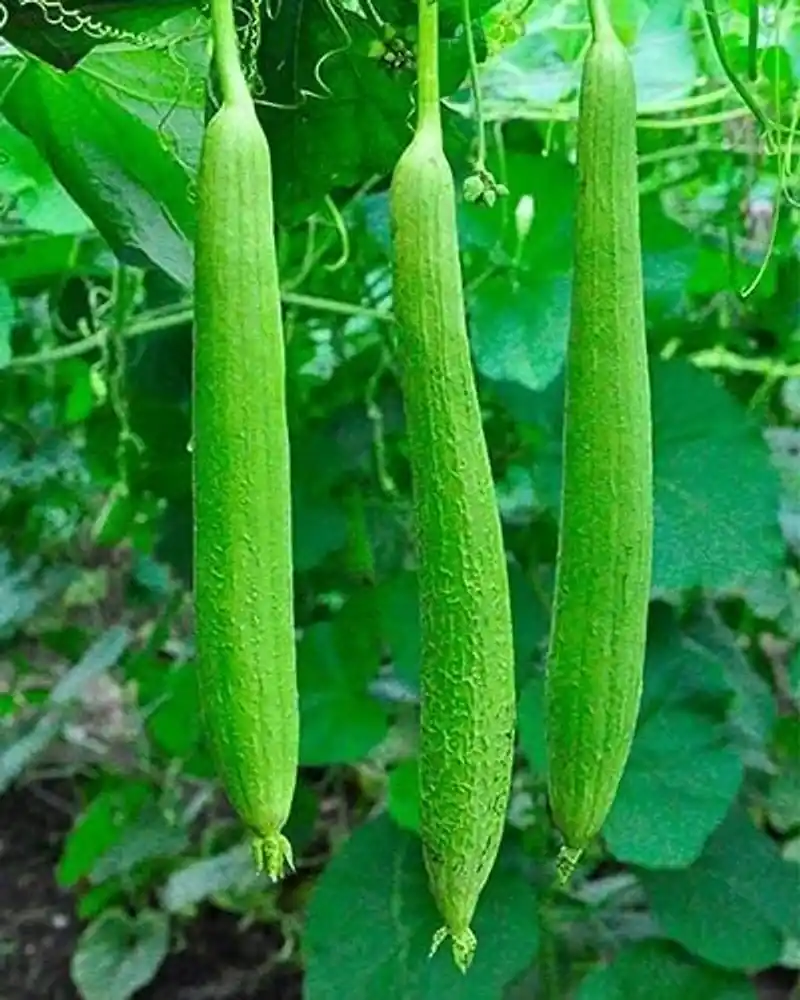 Torai Top 5 High Yield Varieties 2025