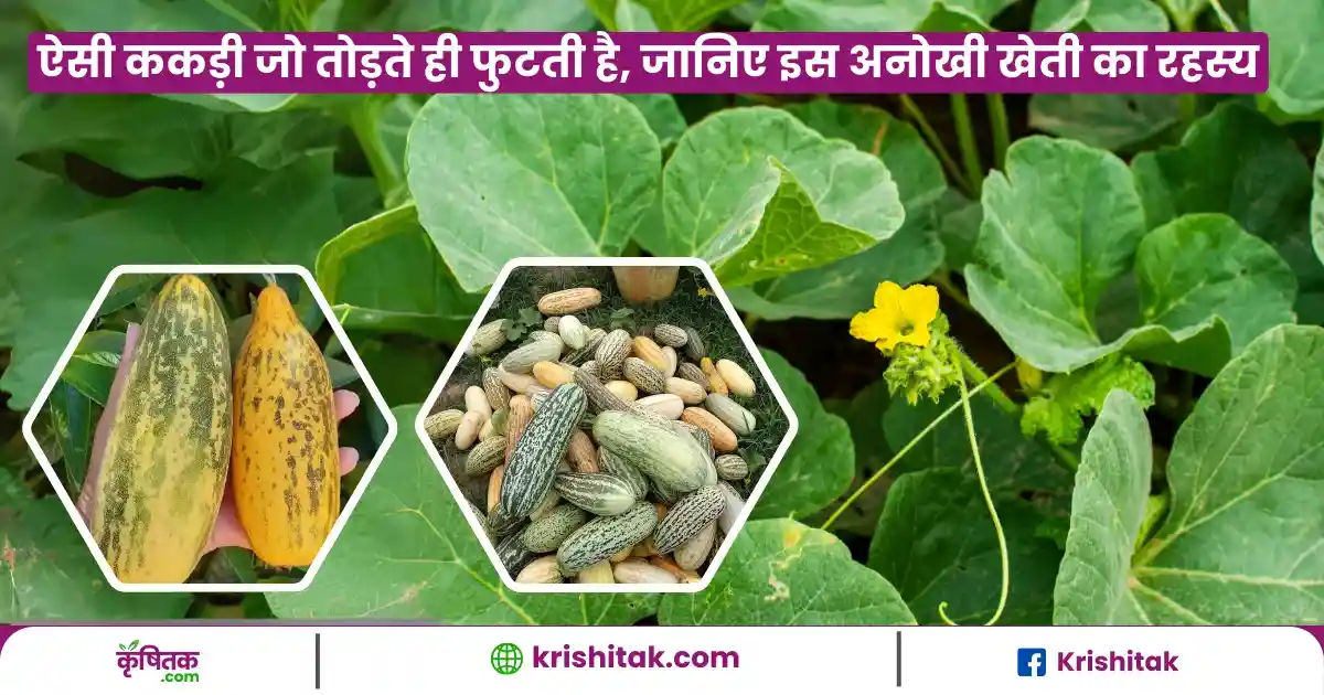 Foot Kakdi Ki Kheti