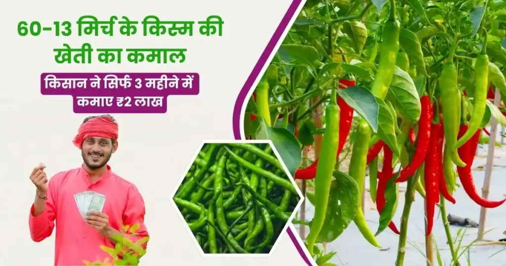 Green chili farming benefits