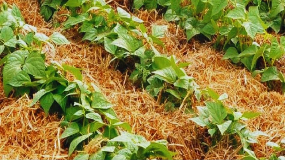 Organic Mulching Ke Fayde
