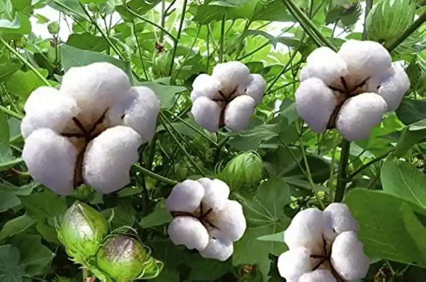 Cotton MSP Price
