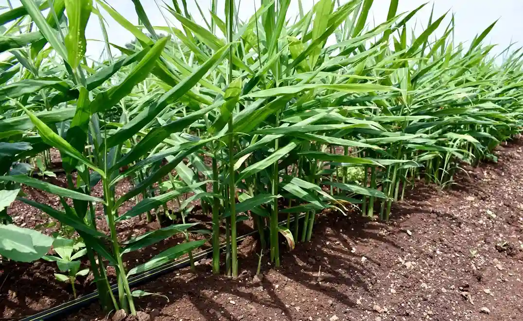 Organic Ginger Farming in Hindi
