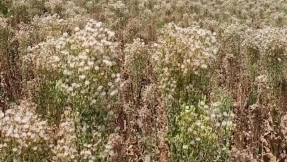 Kahu Ki Kheti Kaise Karen