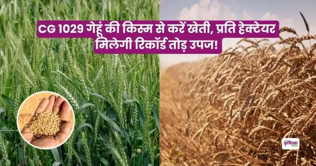 Kanishka CG 1029 Wheat Variety