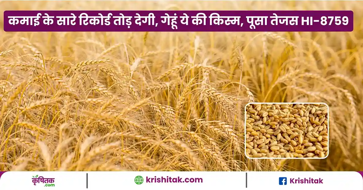 Wheat Cultivation with Pusa Tejas