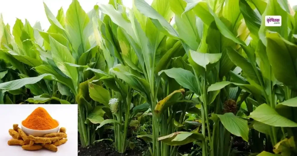 IISR scientists developed a new variety of aromatic turmeric