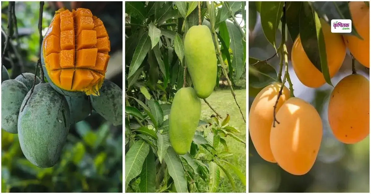 Know the top 3 varieties of mangoes that can make you rich