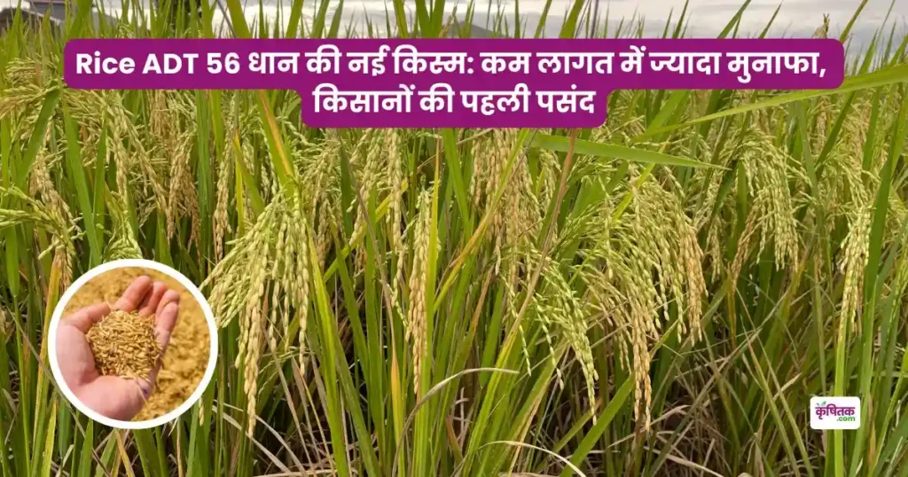 Rice ADT 56 Variety