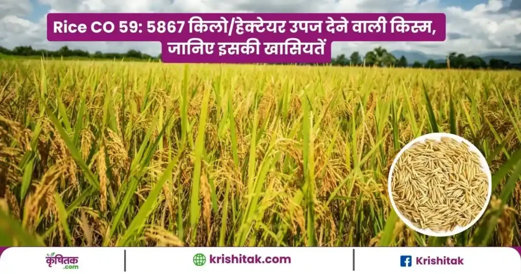 Rice CO 59 Variety