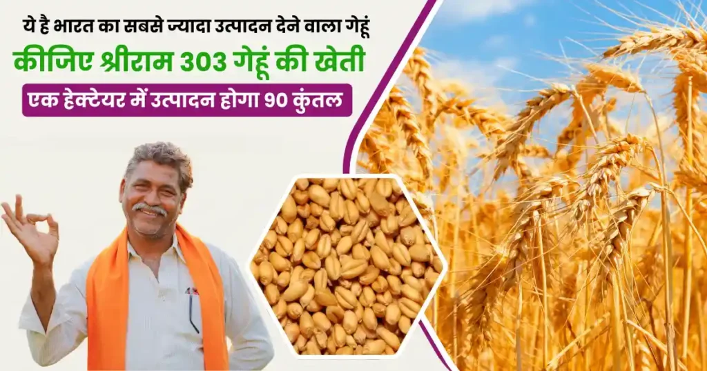 Shriram 303 Gehu