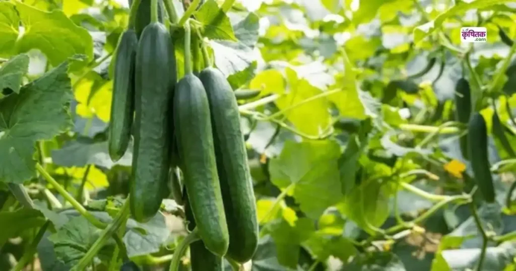 Top 5 Kheera Hybrid Varieties 2025