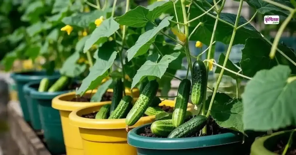 Top 5 Kheera Hybrid Varieties 2025