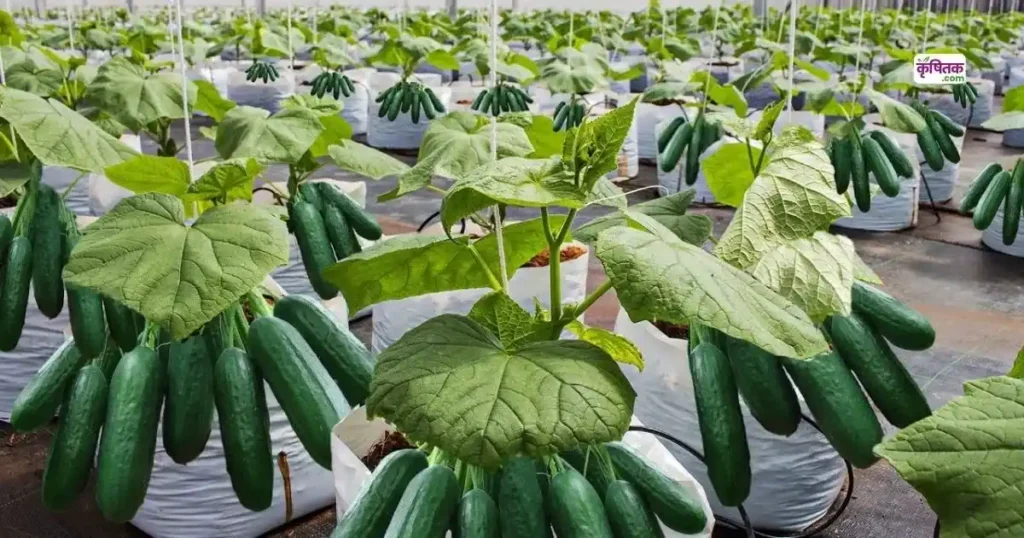Top 5 Kheera Hybrid Varieties 2025