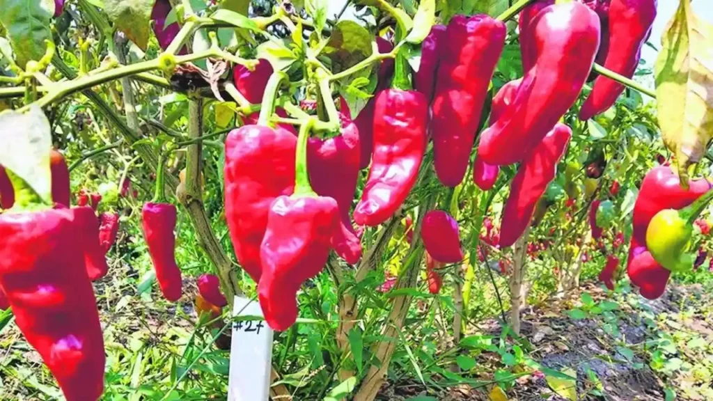 चपाता मिर्च की खेती से करें ₹2 लाख तक की कमाई, मिठाई और कॉस्मेटिक्स में जबरदस्त डिमांड!