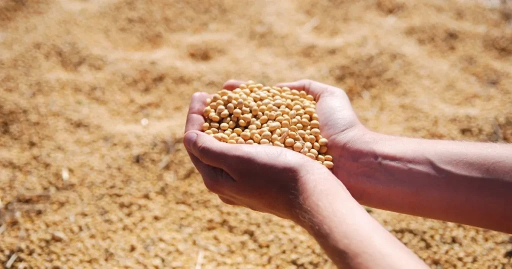Soyabean Prices
