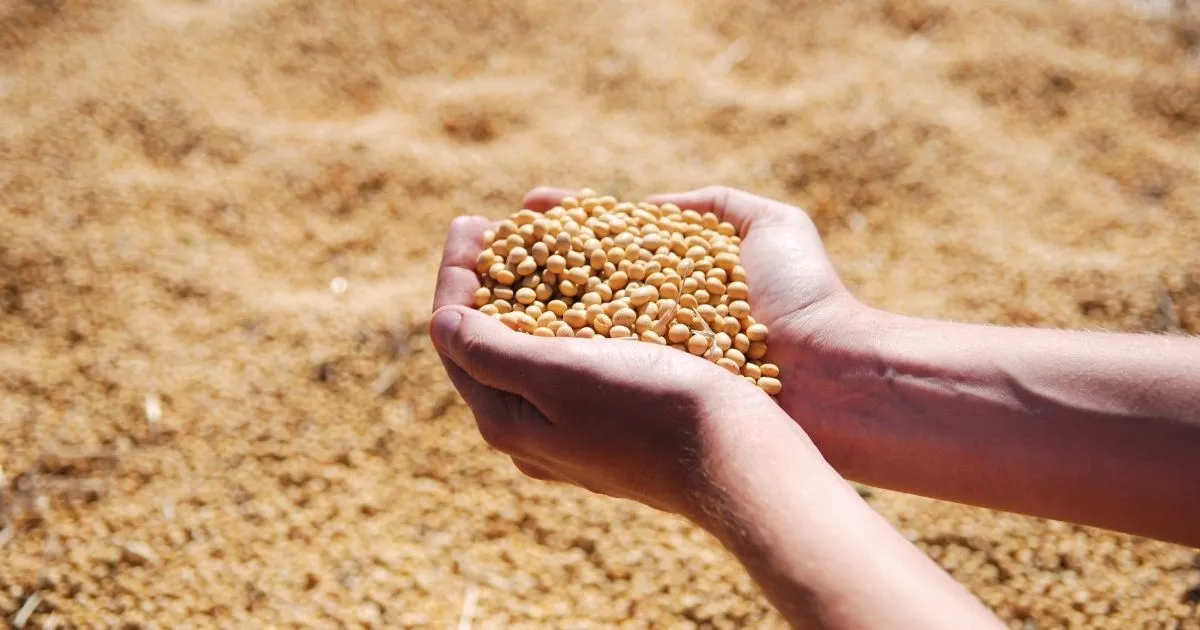 Soyabean Prices