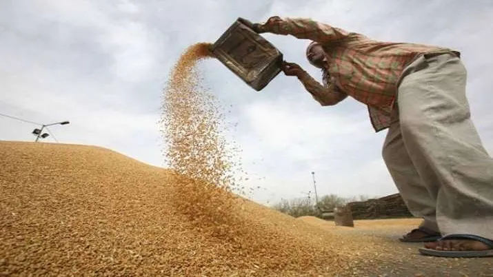 Wheat Procurement