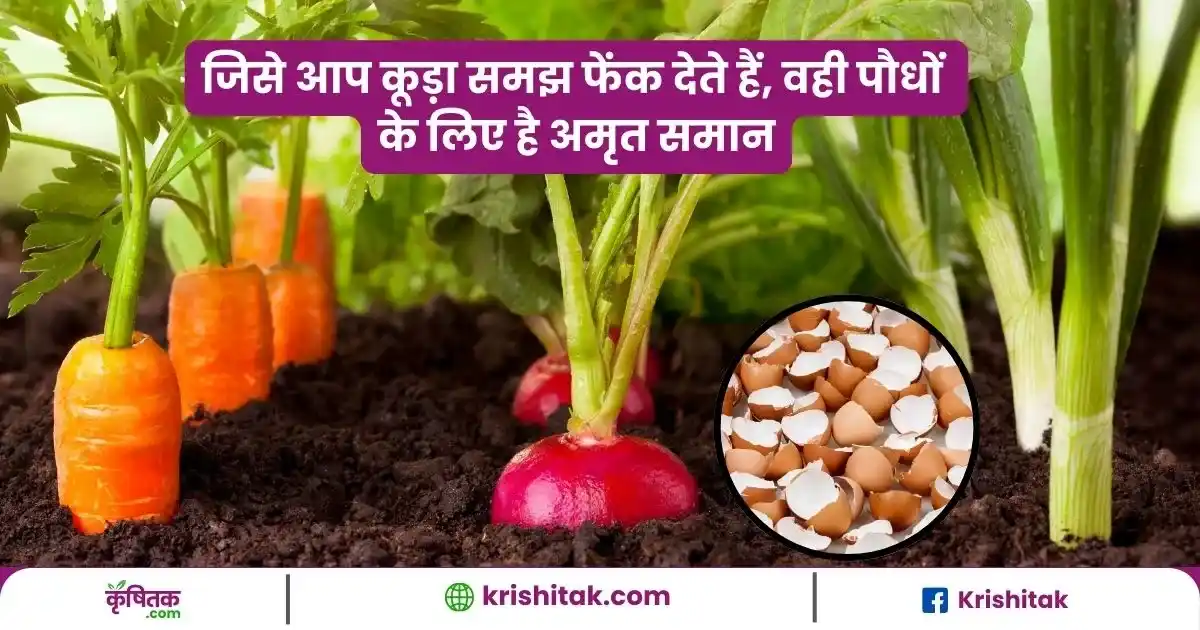 Eggshell fertilizer