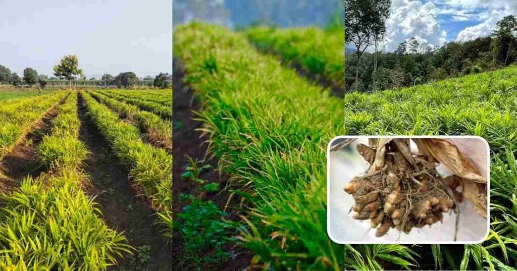 Ginger Farming Tips
