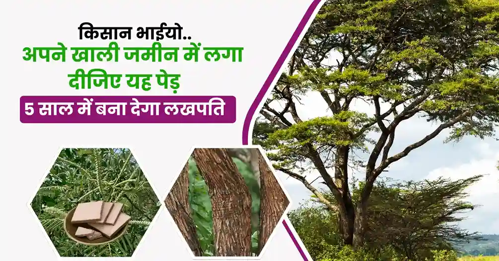 Khair Ya Kattha Ki Kheti Kaise Karen