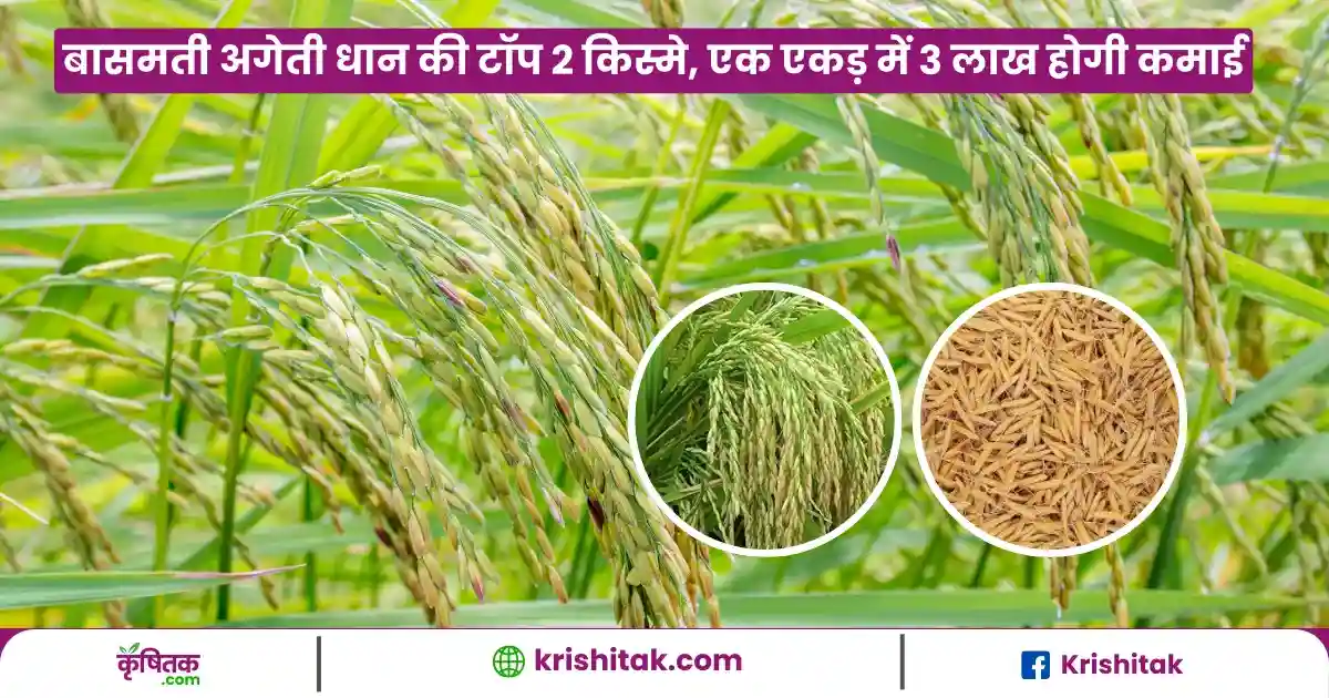 Basmati Rice Farming
