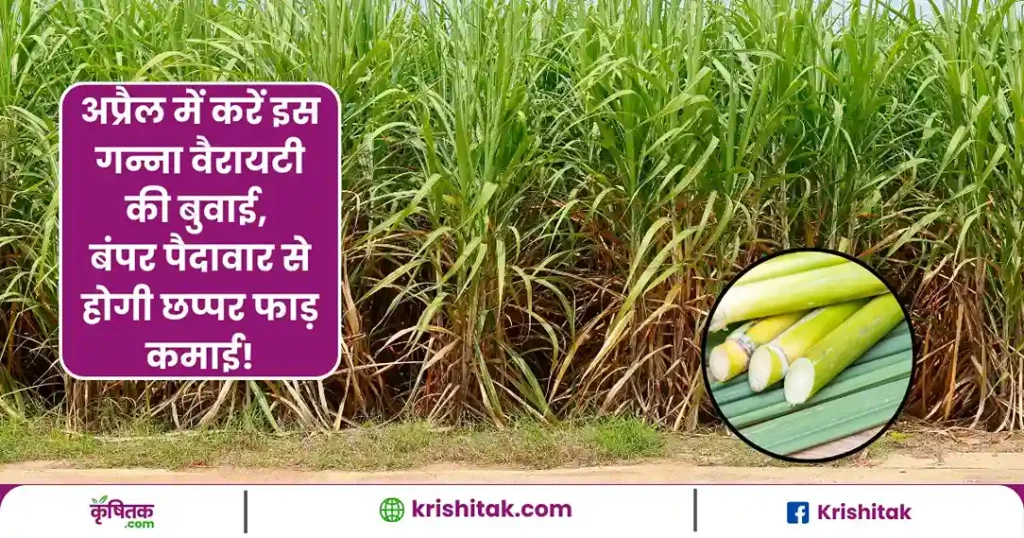 Sugarcane Best Variety