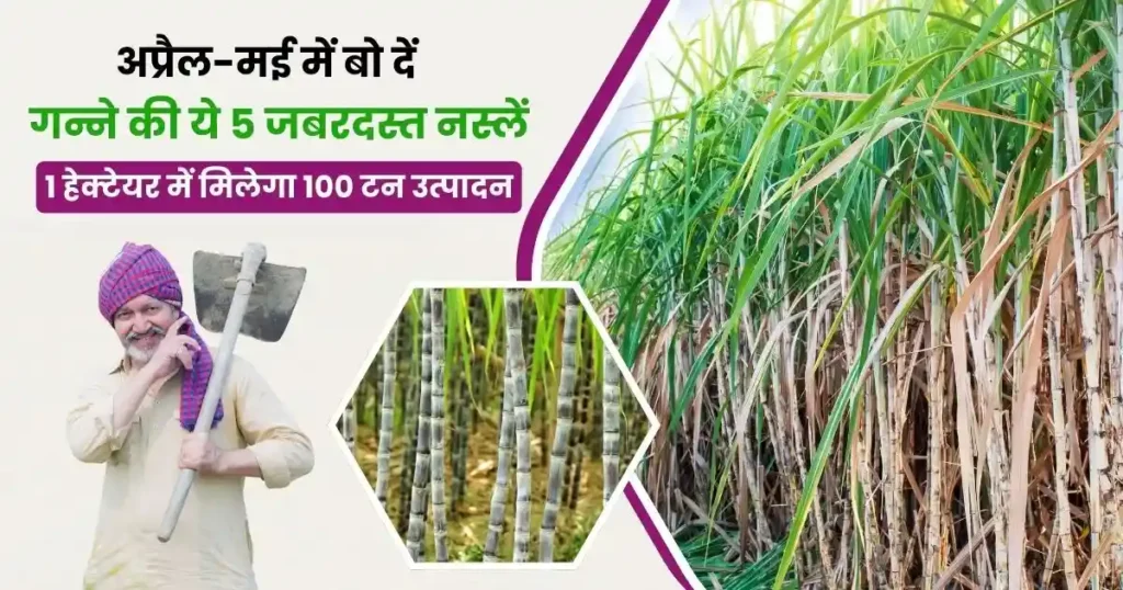 अप्रैल-मई में बो दें गन्ने की ये 5 जबरदस्त नस्लें
