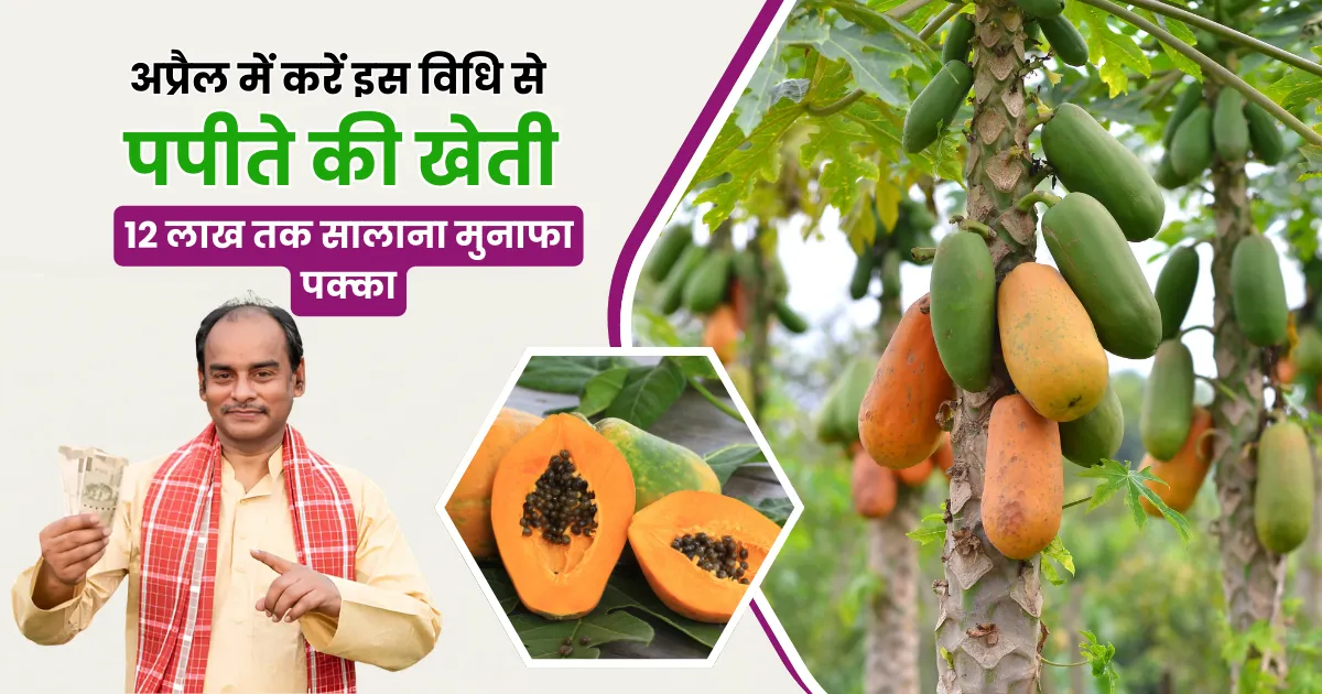 Papita Ki Kheti