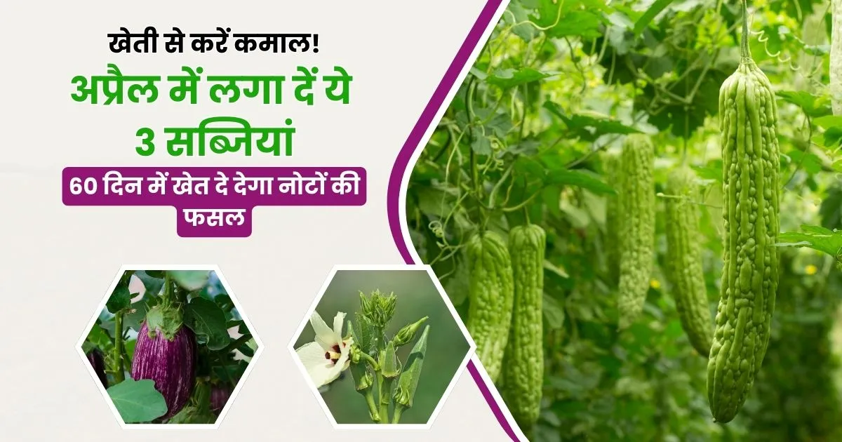 Plant these 3 vegetables in April and you will become rich in 60 days