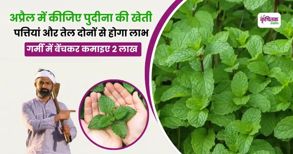 April Me Pudina ki kheti