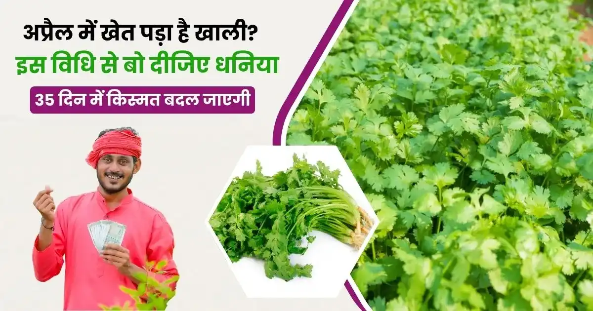 Garmi Me Dhaniya Ki Kheti