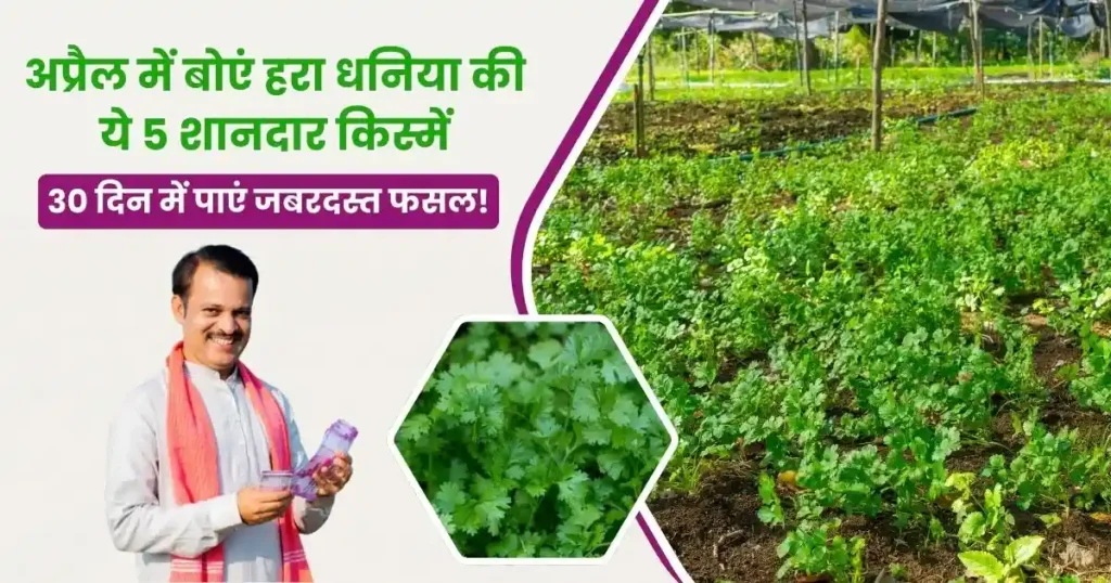 Top 5 Varieties Of Green Coriander
