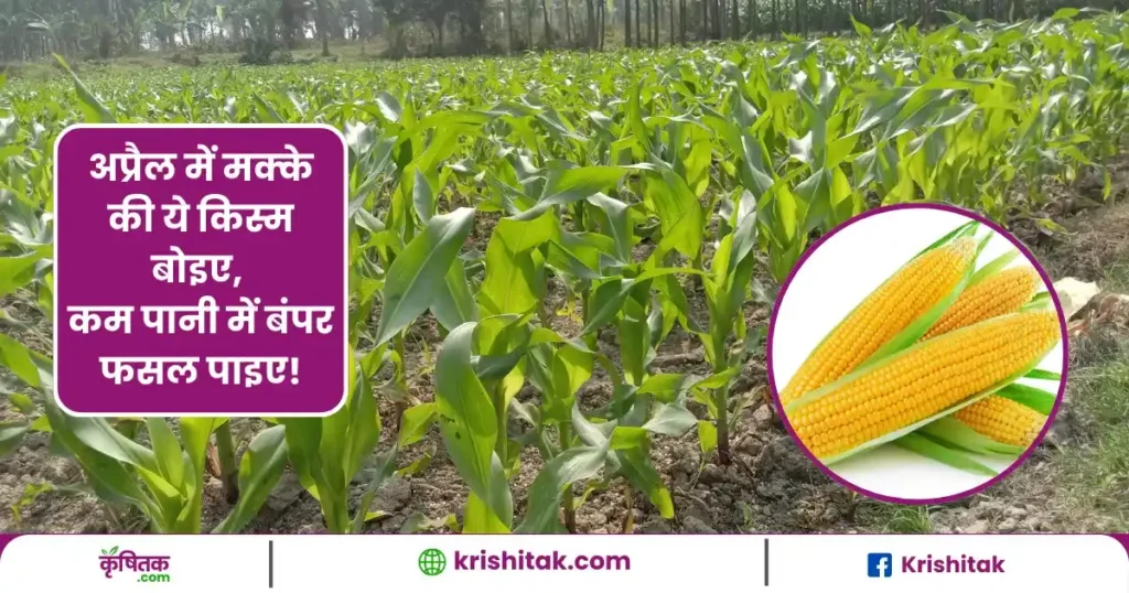 Maize Farming