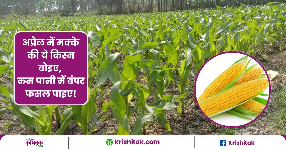 Maize Farming