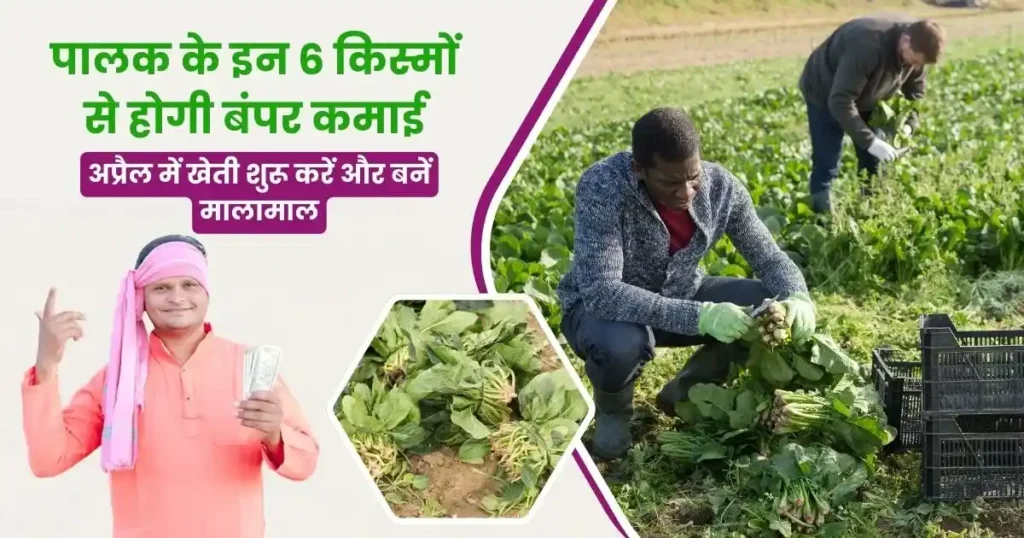 Top 6 Spinach varieties