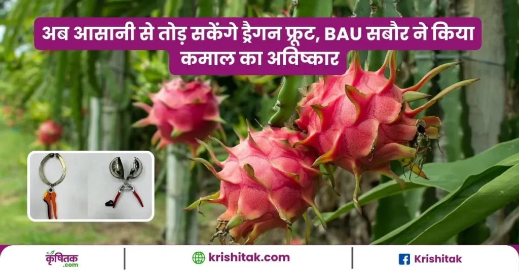 अब आसानी से तोड़ सकेंगे ड्रैगन फ्रूट, BAU सबौर ने किया कमाल का अविष्कार