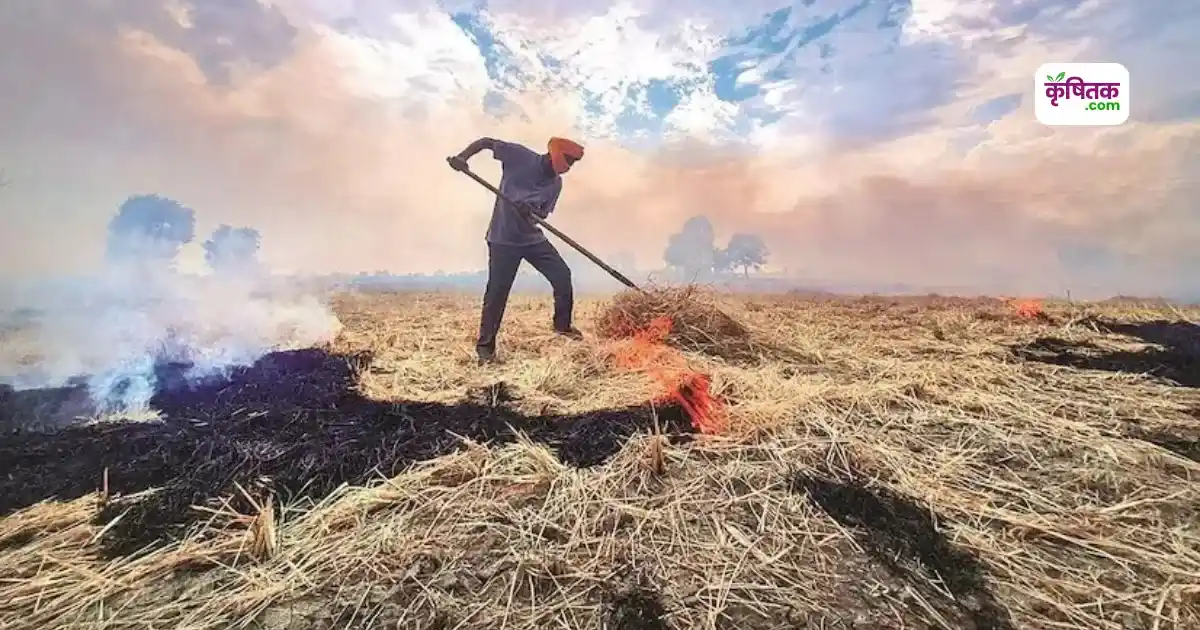 अब पराली जलाना पड़ेगा महंगा! खेतों पर ड्रोन से रखी जा रही निगरानी, होगी सख्त कार्रवाई
