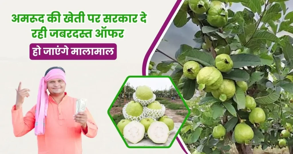 Amrud Ki Kheti
