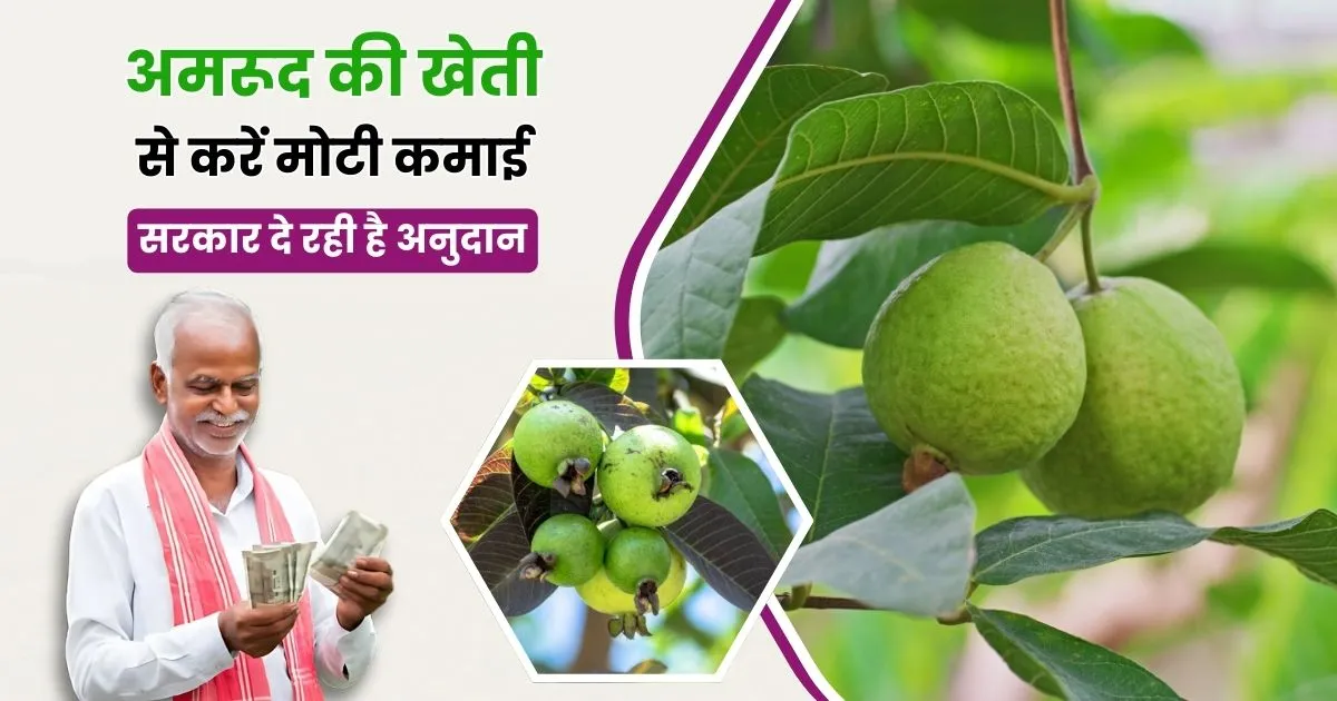 Subsidy On Guava Farming