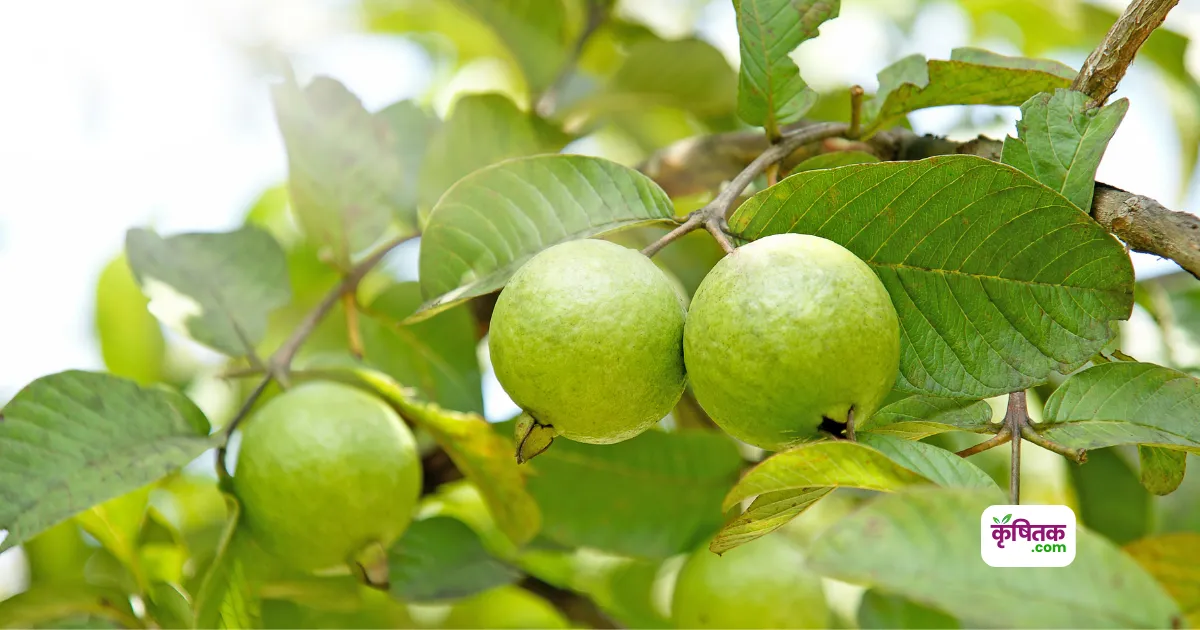 Guava Farming Tips