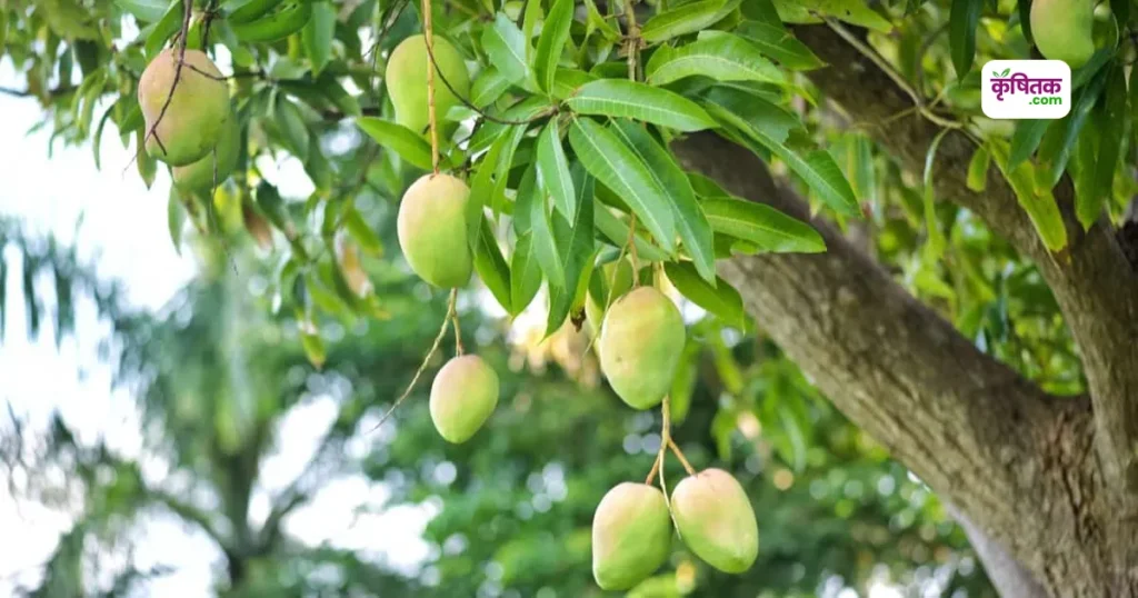 Mango Farming Tips
