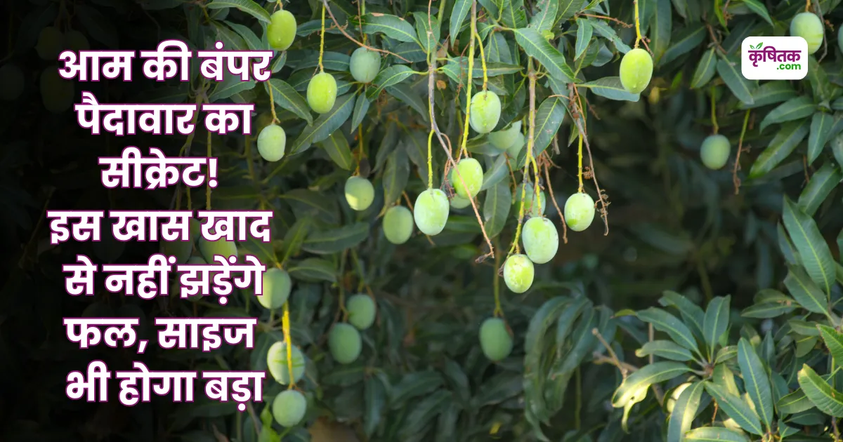आम की बंपर पैदावार का सीक्रेट! इस खास खाद से नहीं झड़ेंगे फल, साइज भी होगा बड़ा