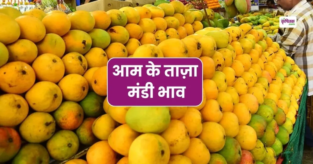 Mango Mandi Price
