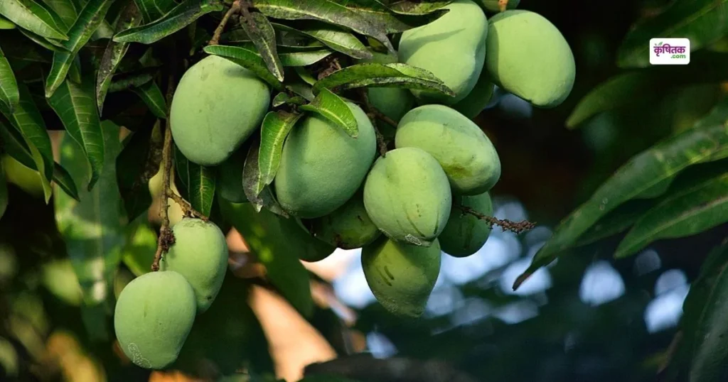 Mango Farming Tips