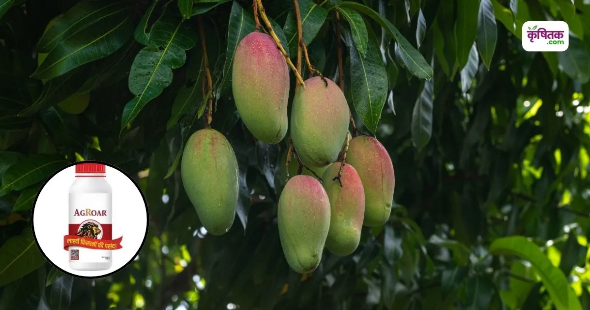Mango Orchard Care Summer